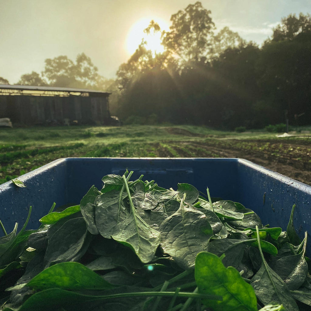 Why Did We Choose To Farm Organically?