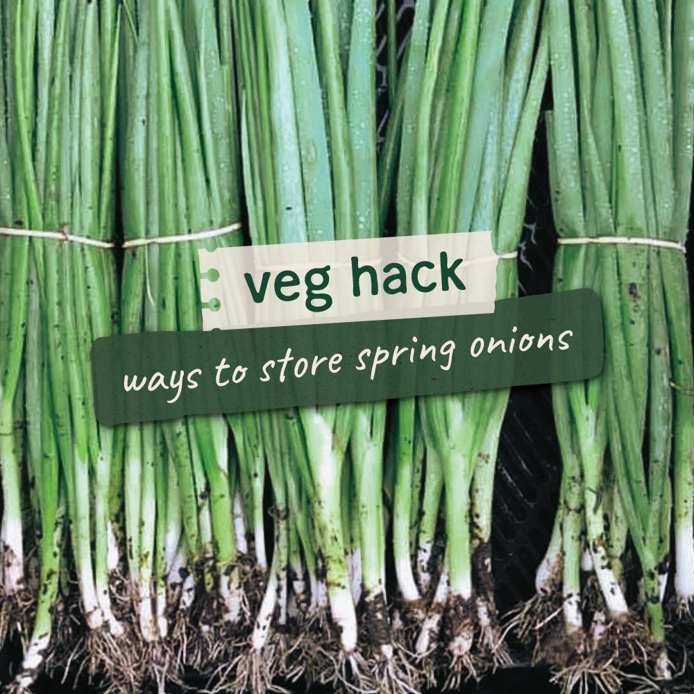 Make Your Spring Onions Last Longer