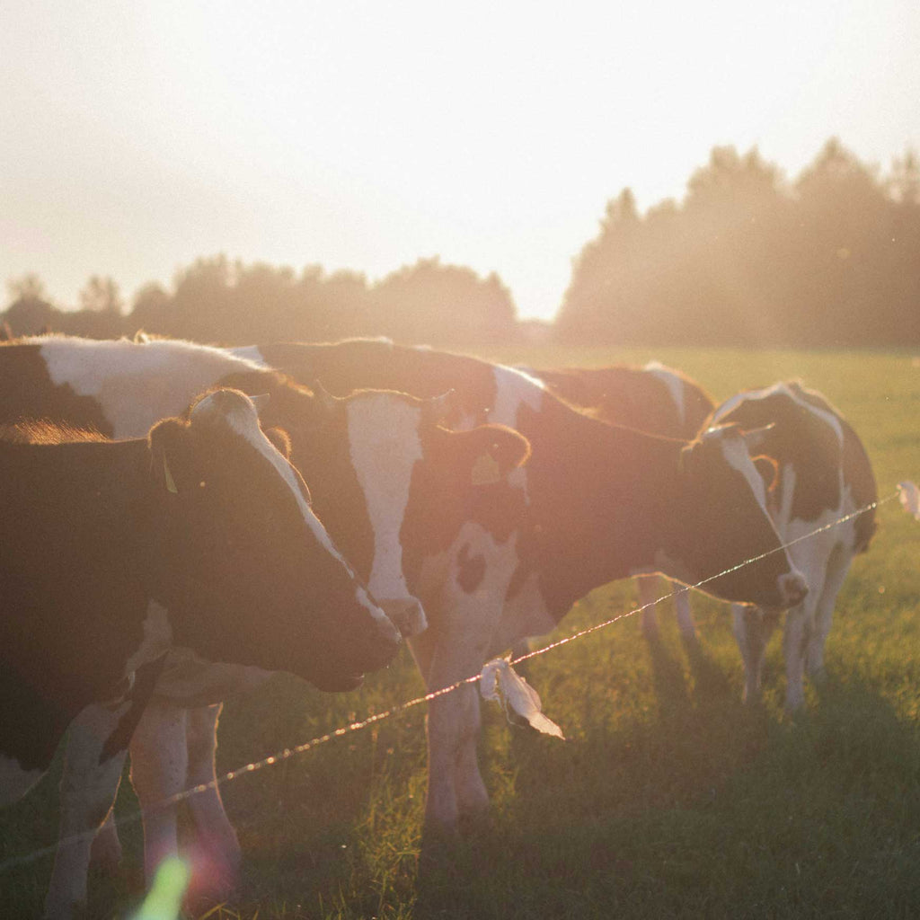 My Friends Inspirational Farming Story